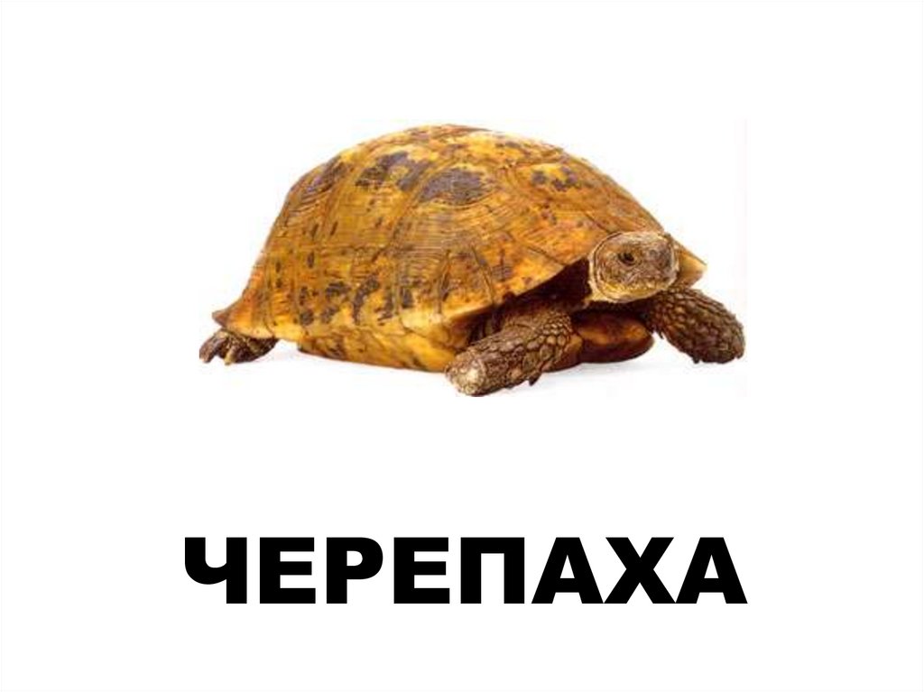 ЧЕРЕПАХА