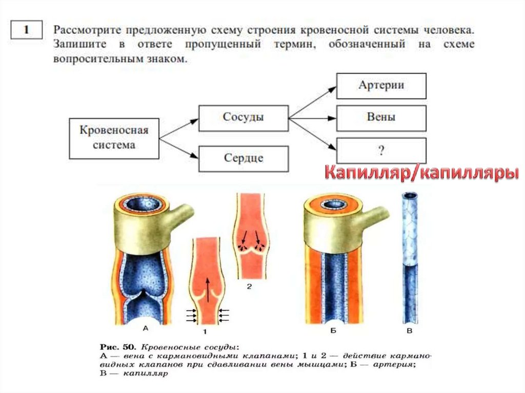 Г капилляр. Наличие клапанов в капиллярах. Открытие капилляров. Дежурные и резервные капилляры. Капилляре кто выпускает.