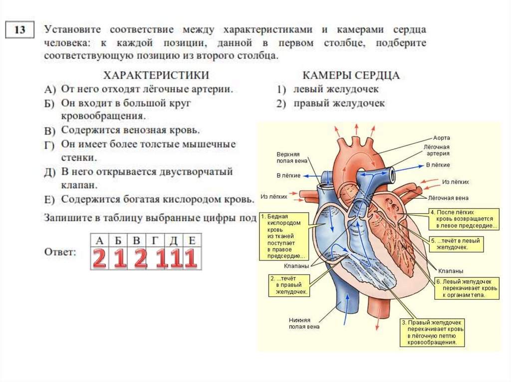 Открытый вариант биология. Разбор открытого варианта.