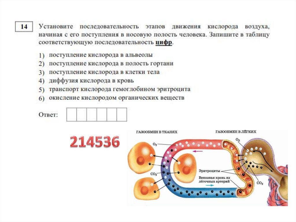 Открытый вариант биология. Разбор открытого варианта.