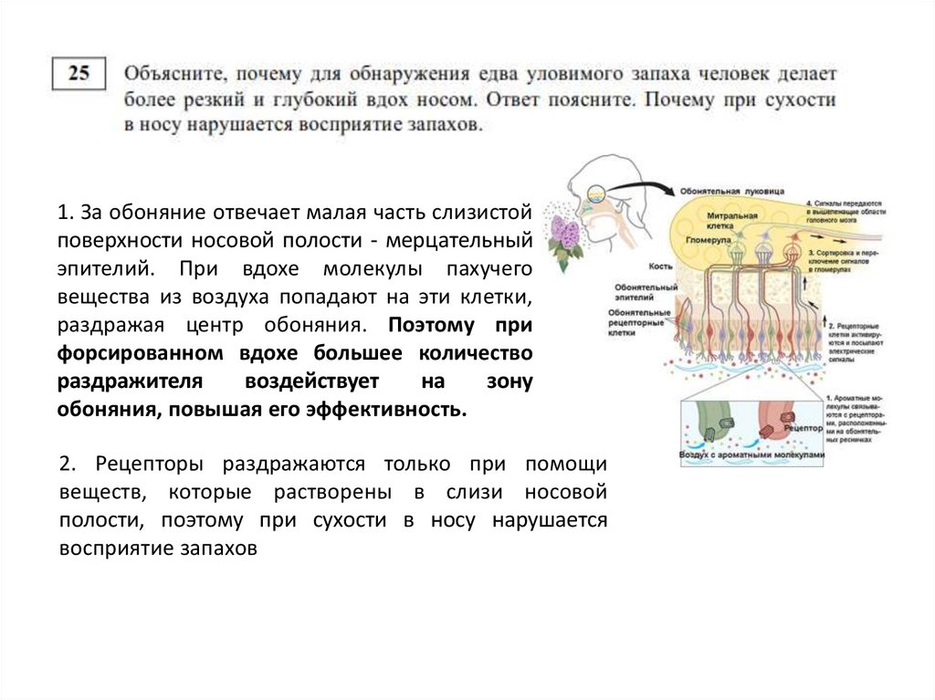 Биология как наука ответы на вопросы