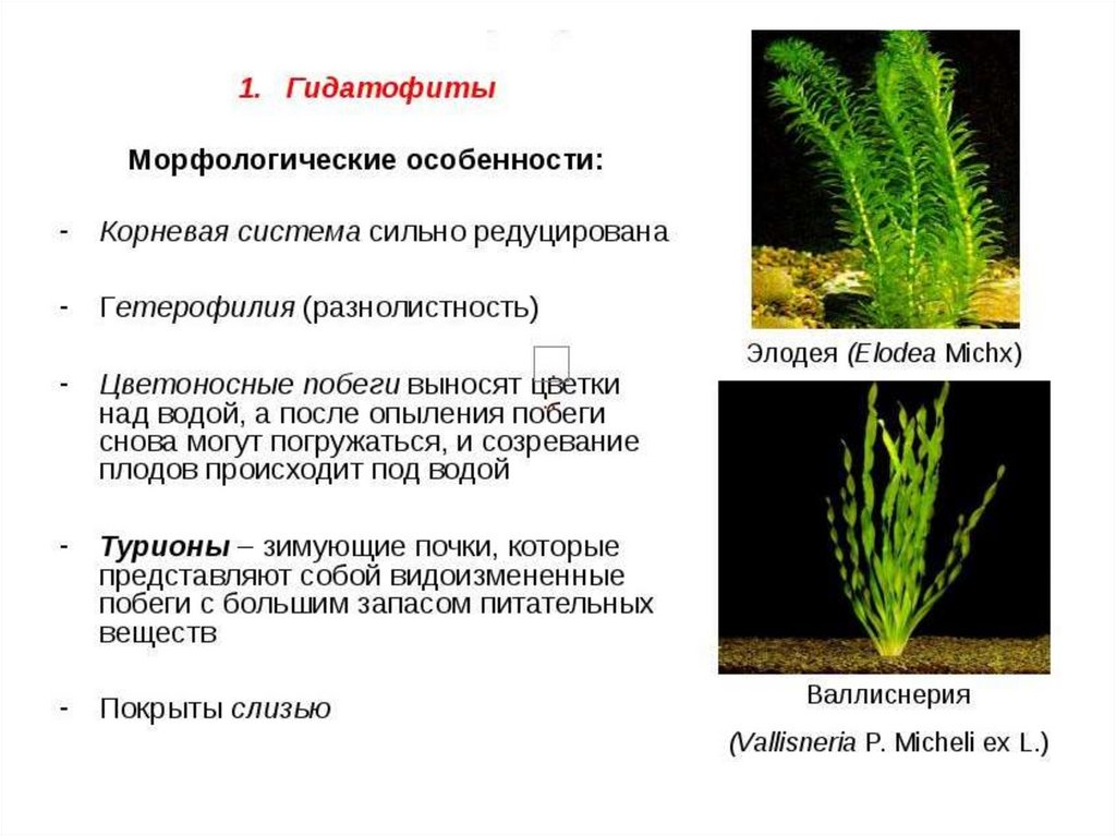 Экологическая группа гидрофиты. Гидрофиты и Гидатофиты. Элодея гидатофит. Растения гидрофиты и Гидатофиты. Ксерофиты Гидатофиты гидрофиты.