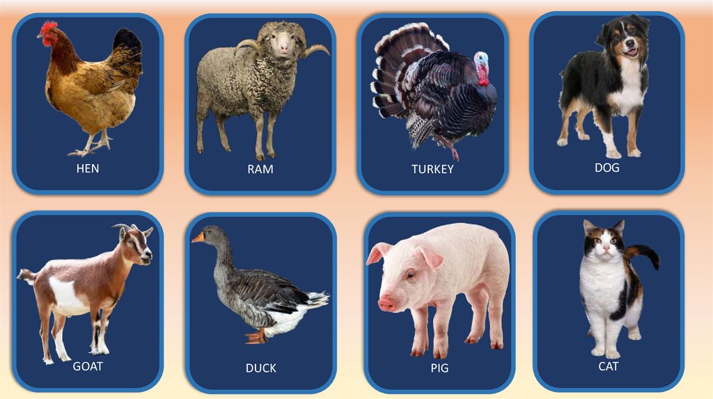 Farm animals - online presentation