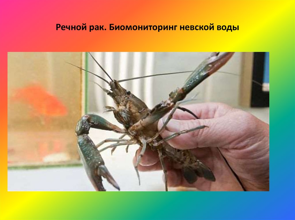 Речной рак. Биомониторинг невской воды