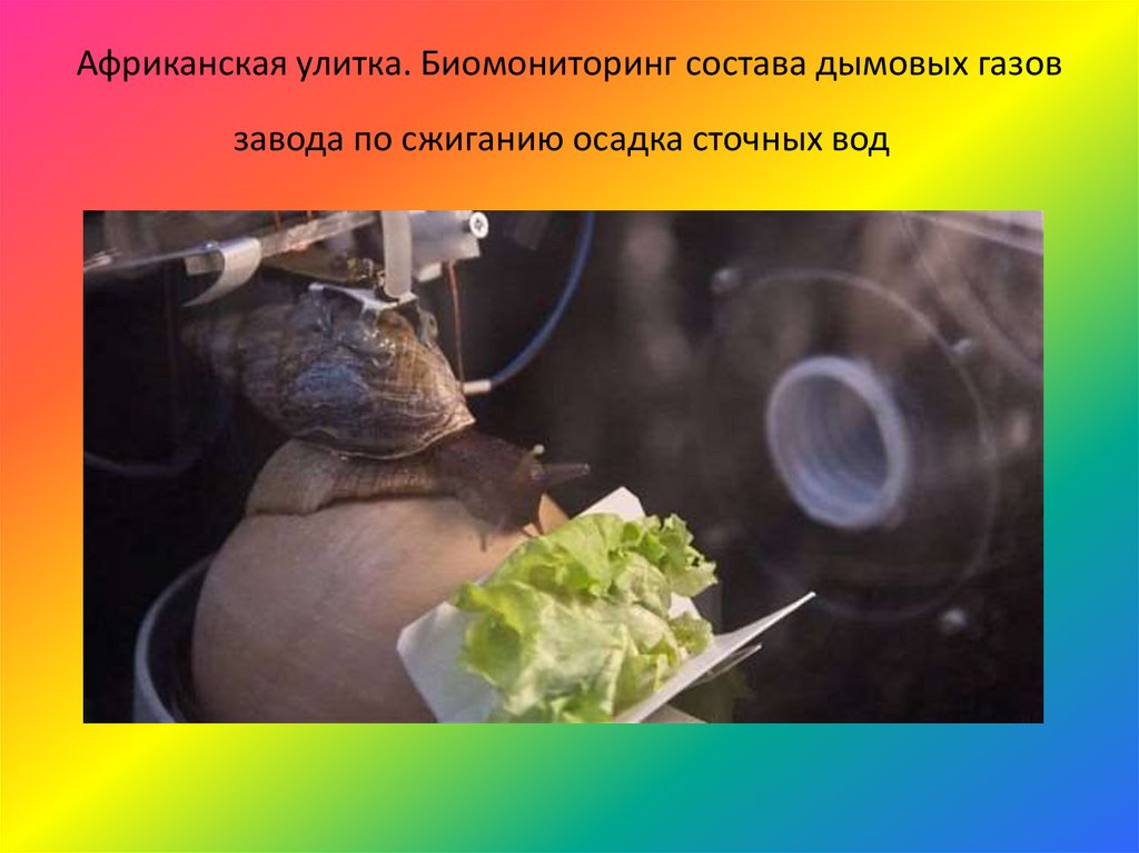 Африканская улитка. Биомониторинг состава дымовых газов завода по сжиганию осадка сточных вод 