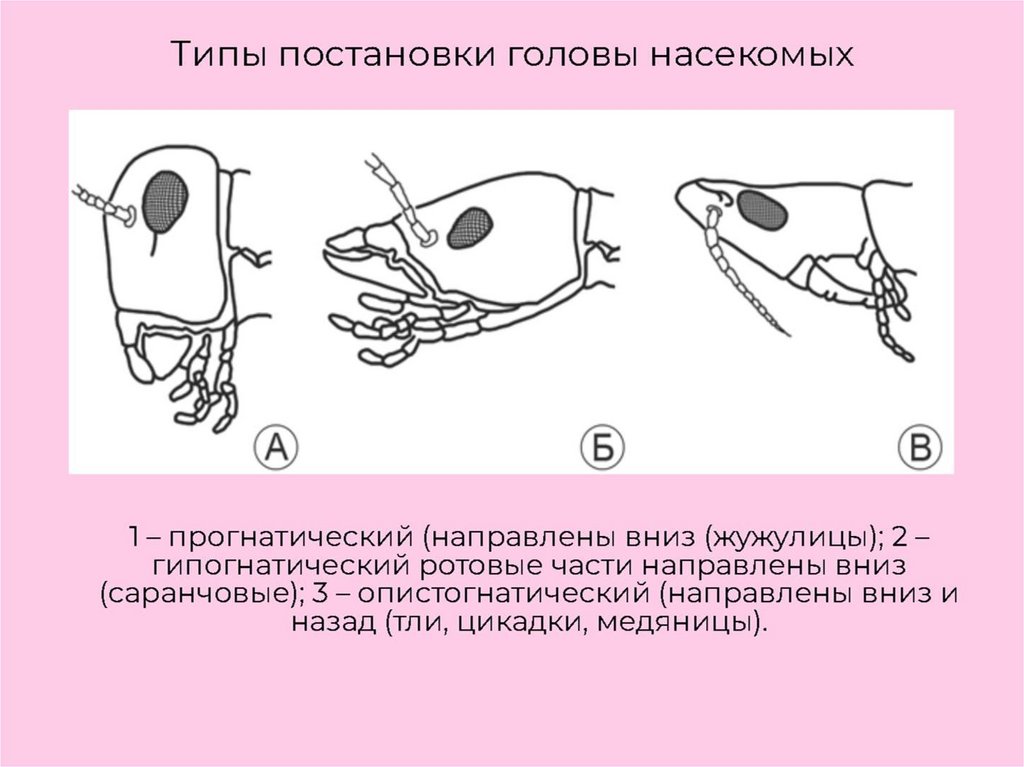 Ротовые аппараты насекомых картинки