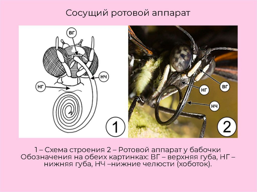 Картинка ротовые аппараты