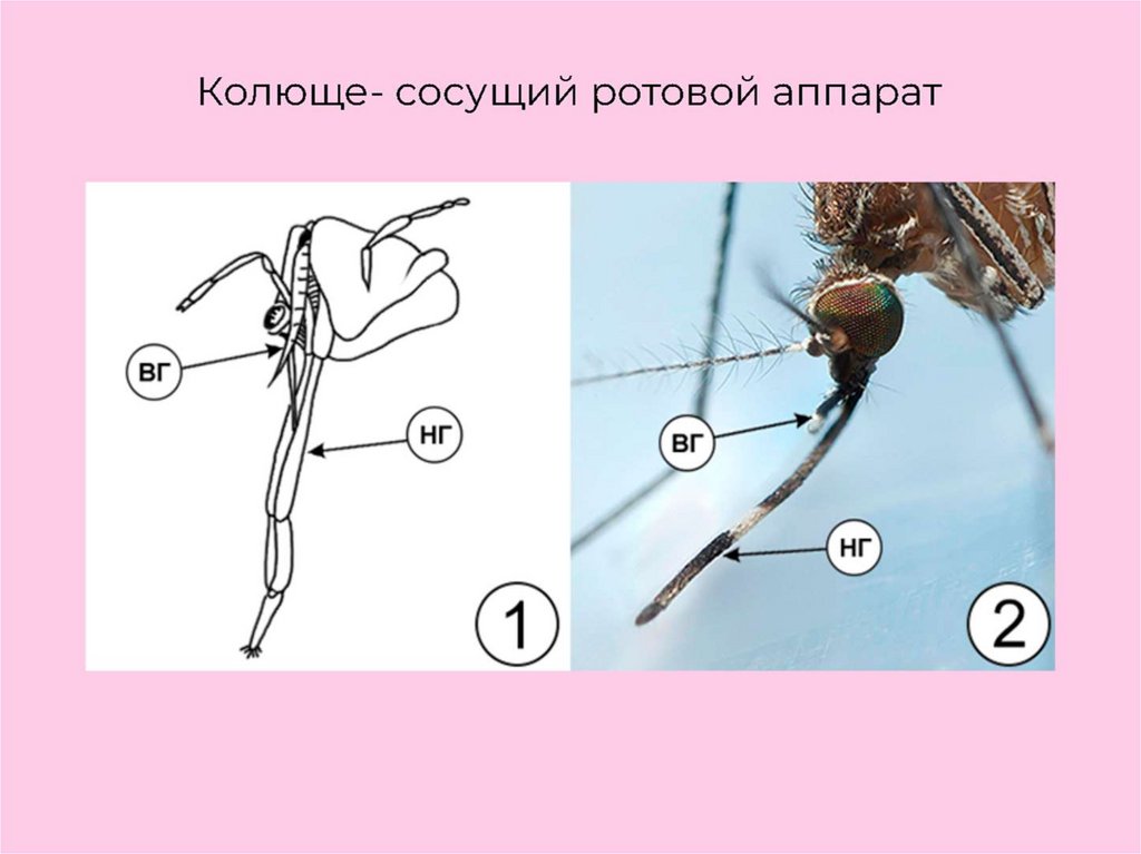 Ротовые аппараты насекомых рисунки с подписями