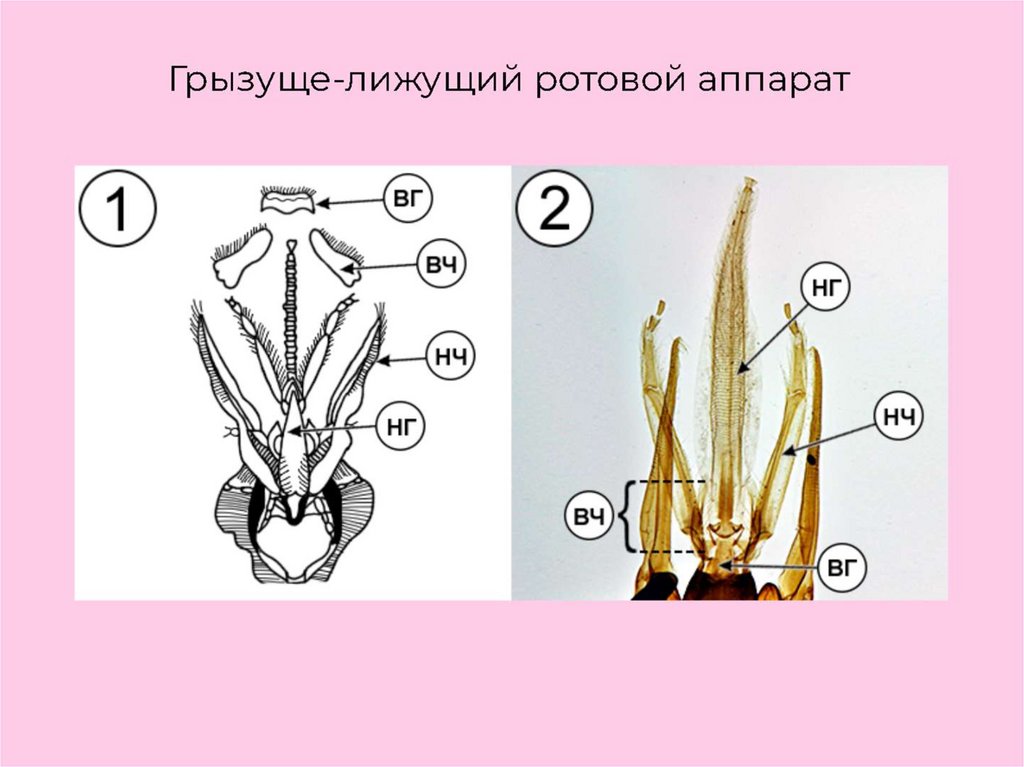 Ротовые аппараты насекомых рисунки с подписями