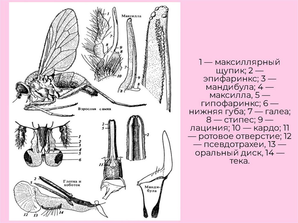 Ротовые аппараты насекомых картинки