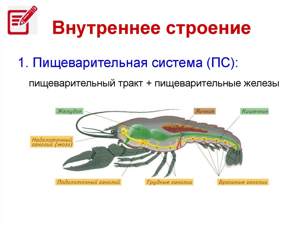 Членистоногие пищеварительная система