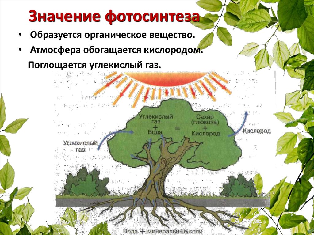 Значение фотосинтеза для растений 5 класс. Фотосинтез. Значение фотосинтеза. Фотосинтез схема. Схема процесса фотосинтеза.