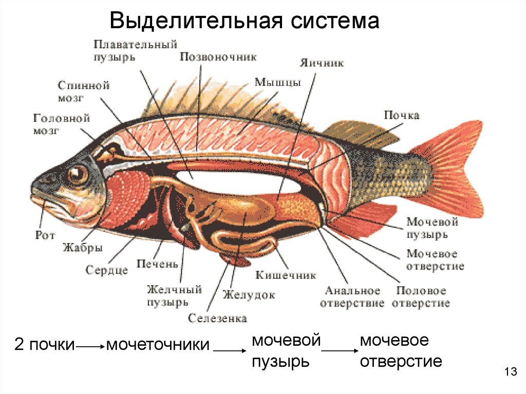 Какая система органов изображена на рисунке 7 класс рыба