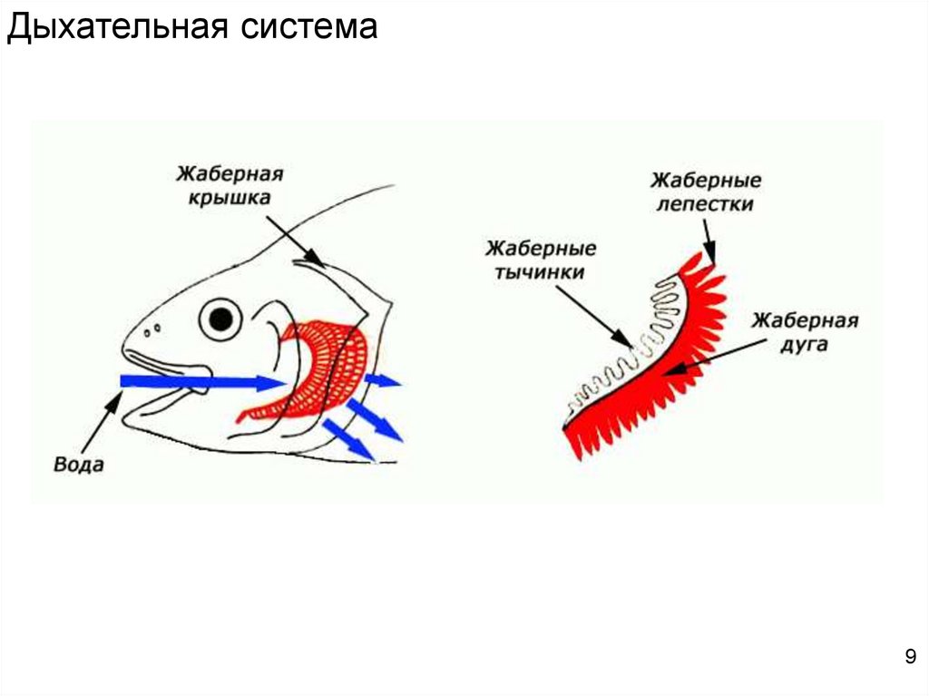 Кожно жаберное дыхание