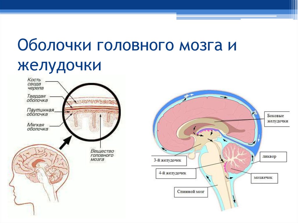 Оболочки головного мозга рисунок