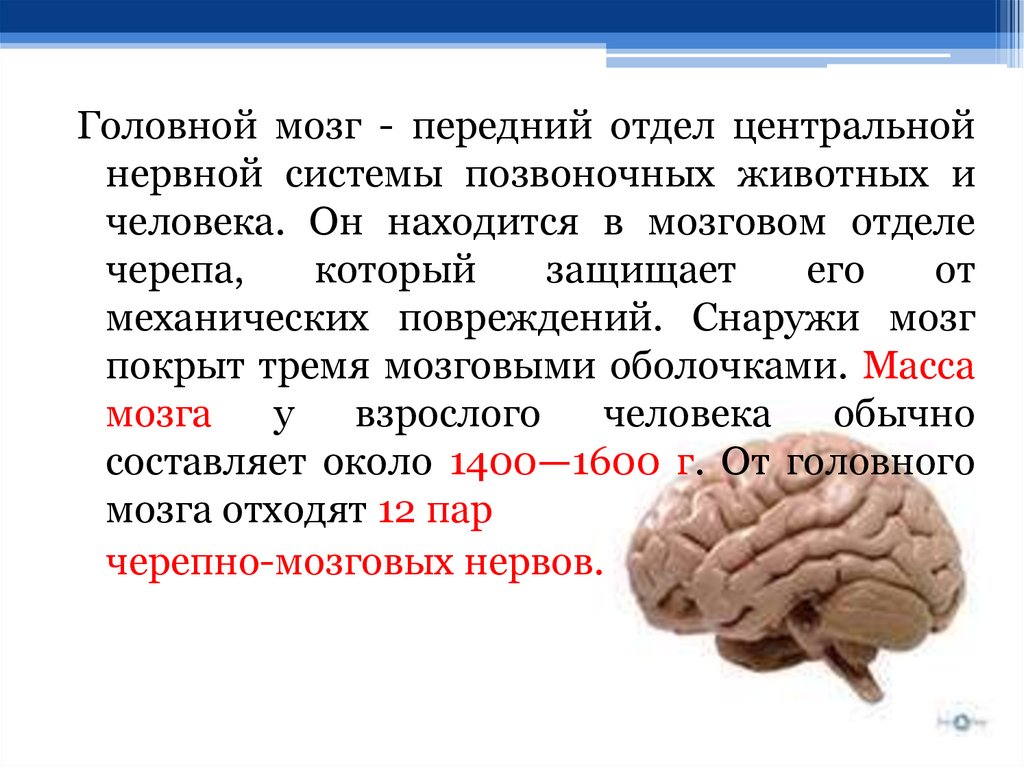 Функции мозгов. Головной мозг отделы и функции передний мозг. Функции отделов переднего мозга. Строение и функции переднего отдела мозга. Передний мозг мозг.