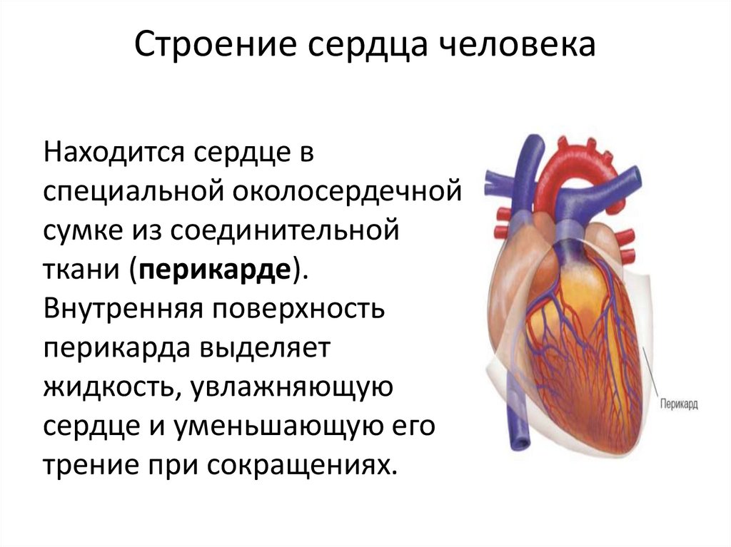 Строение сердца егэ картинка