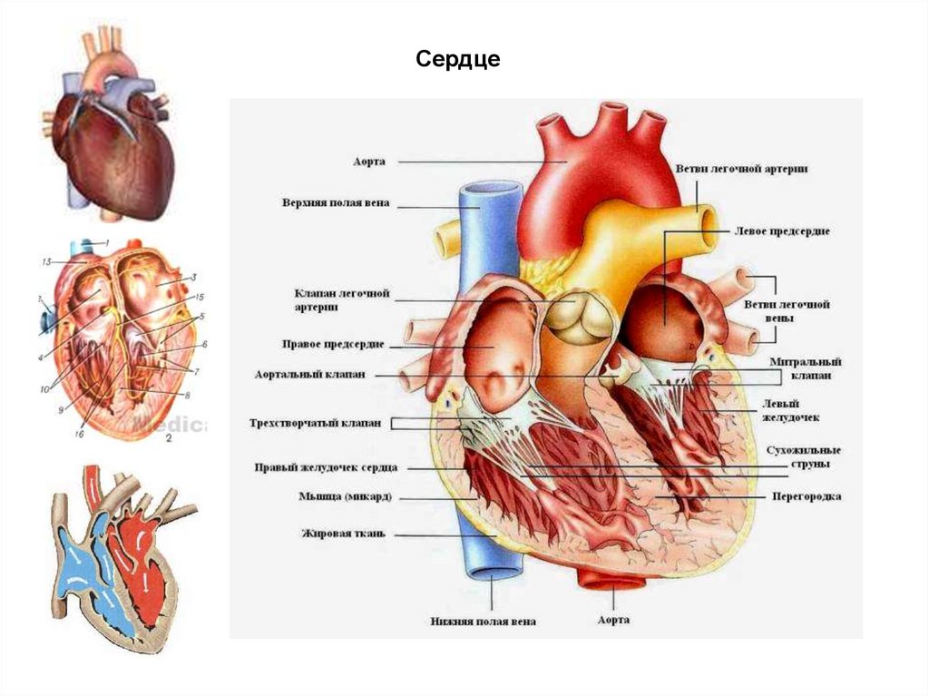 Анатомия сердечно сосудистой системы