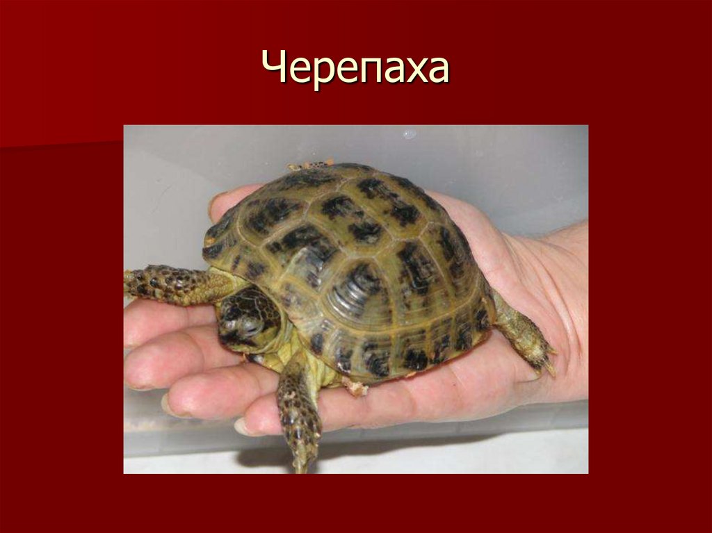 Черепаха