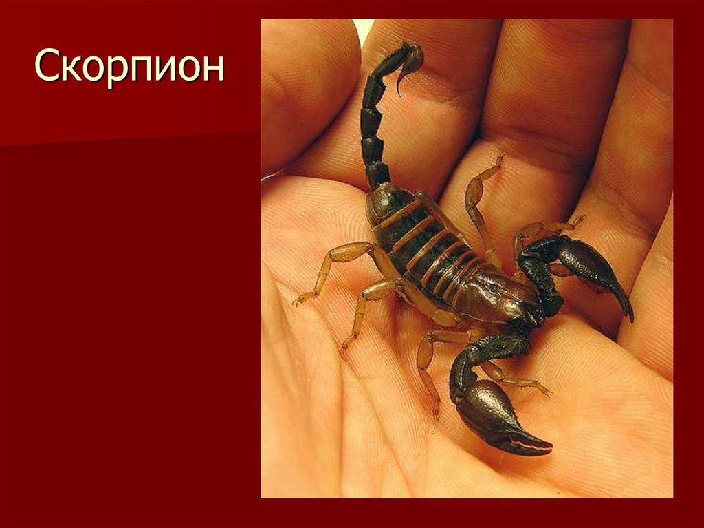 Скорпион