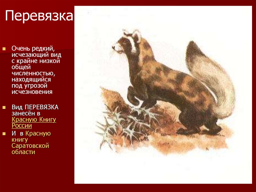 Находится под угрозой. Семиреченская перевязка. Красная книга Краснодарского края перевязка. Исчезающие животные из красной книги. Редкие и исчезающие животные России.