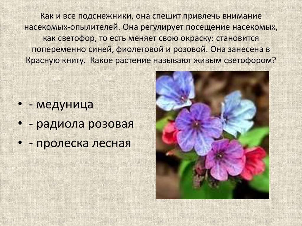 Как по другому называют цветы. Какое растение называют живым светофором. Какой цветок называют женским. Какое растение в Томске называют живым светофором.