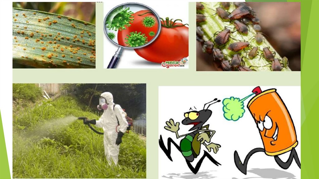 Влияние пестицидов на вредителей растений. Пестициды. Ядохимикаты в сельском хозяйстве. Пестициды это. Химические пестициды.