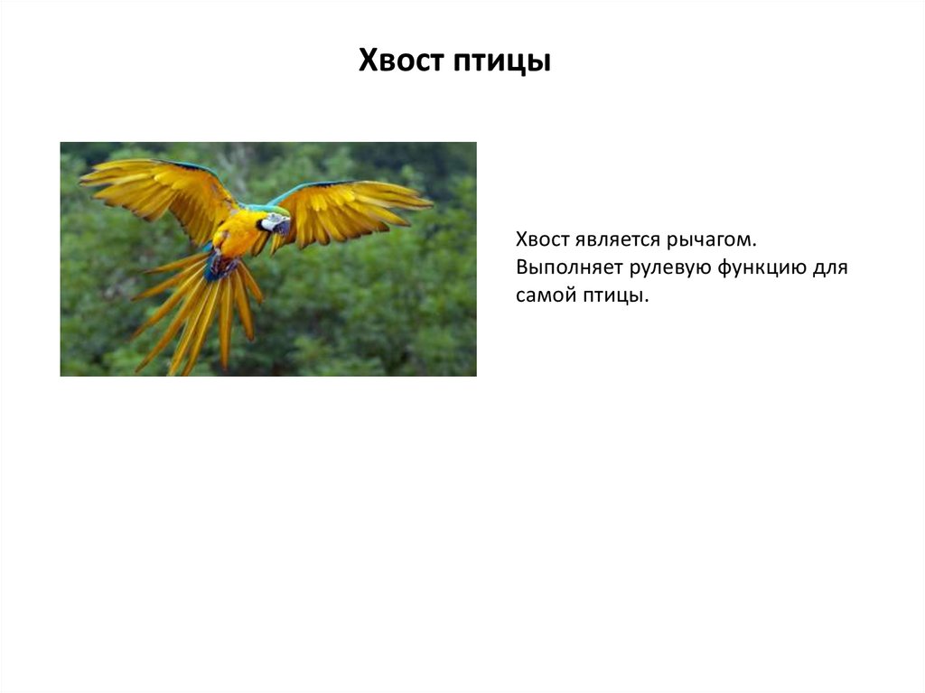 Фотография какого либо насекомого или птицы какие части тела являются рычагами презентация