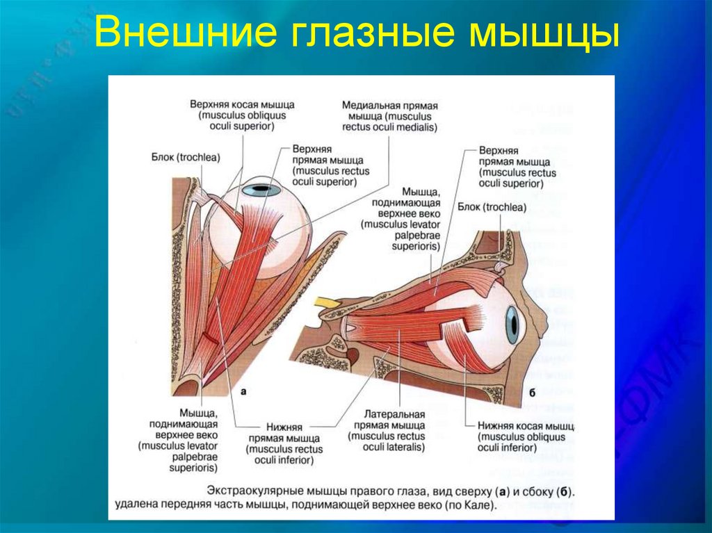 Глазные мышцы. Наружные мышцы глаза. Нижняя косая мышца глаза. Три вида наружных глазных мышц. Циркулярная мышца глаза.