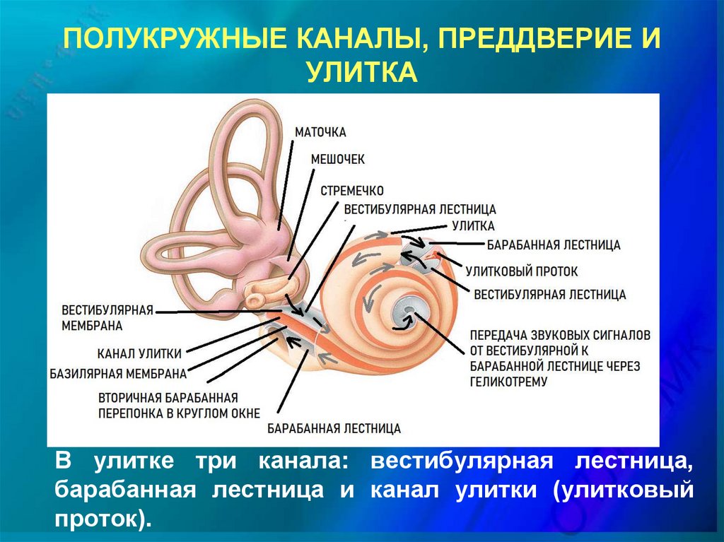 Особенность строения улитки какую функцию она выполняет. Строение полукружных каналов внутреннего уха. Внутреннее строение полукружных каналов. Полукружные каналы строение и функции. 3 Полукружных канала.