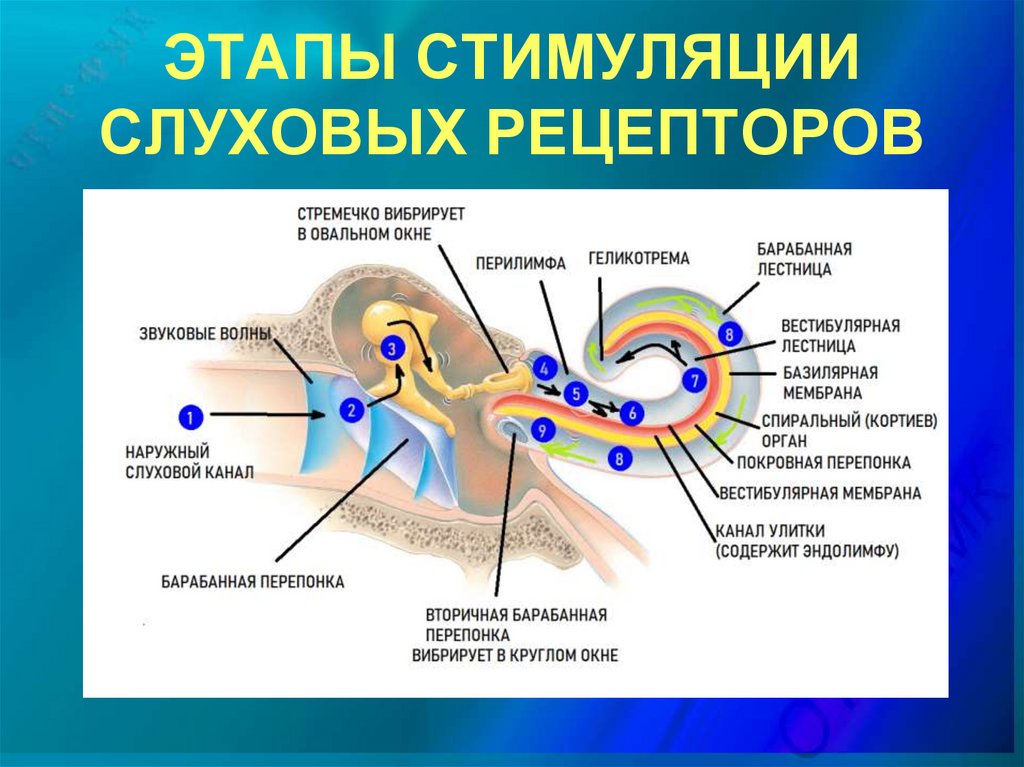 Рецепторы слуха. Рецепторный аппарат слухового анализатора. Рецепторы слуховой сенсорной системы. Функции периферического отдела слухового анализатора.