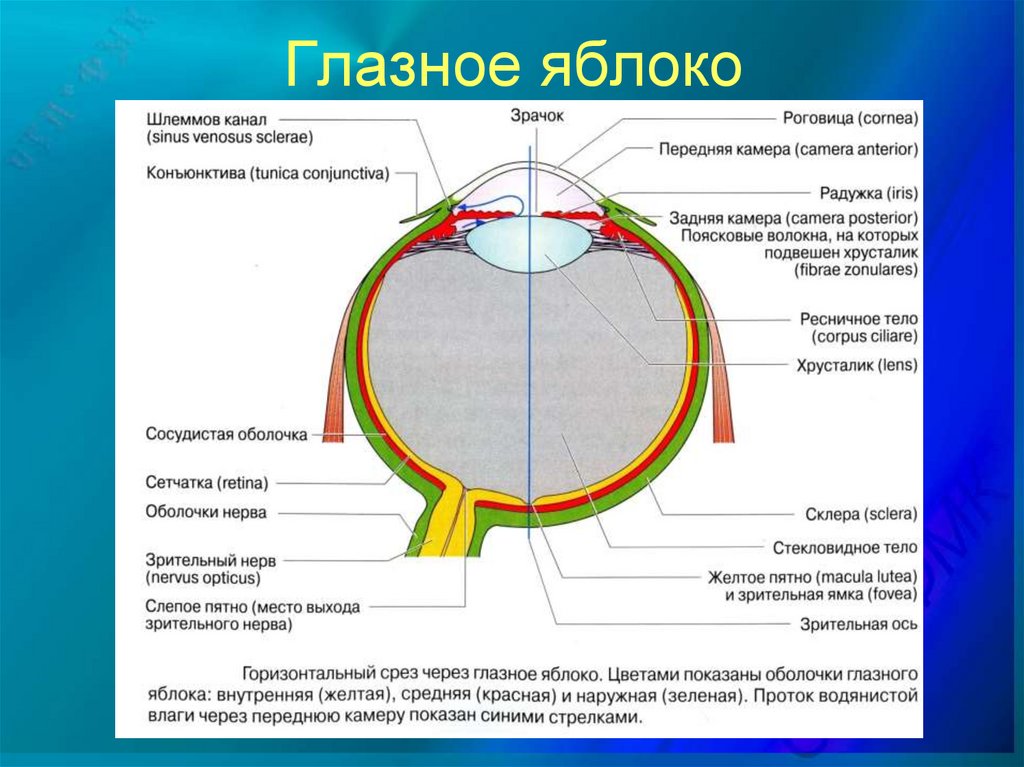 Где находится передняя камера глаза