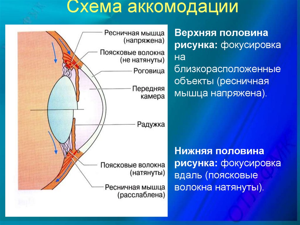 Схема механизма аккомодации