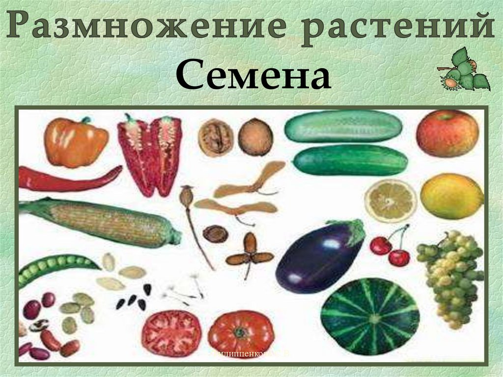 Семенное размножение. Размножение растений семенами. Растения размножаюшие семена. Растения которые размножаются семенами. Семенное размножение растений.