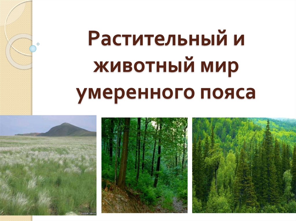 Леса умеренного пояса 8 класс презентация домогацких