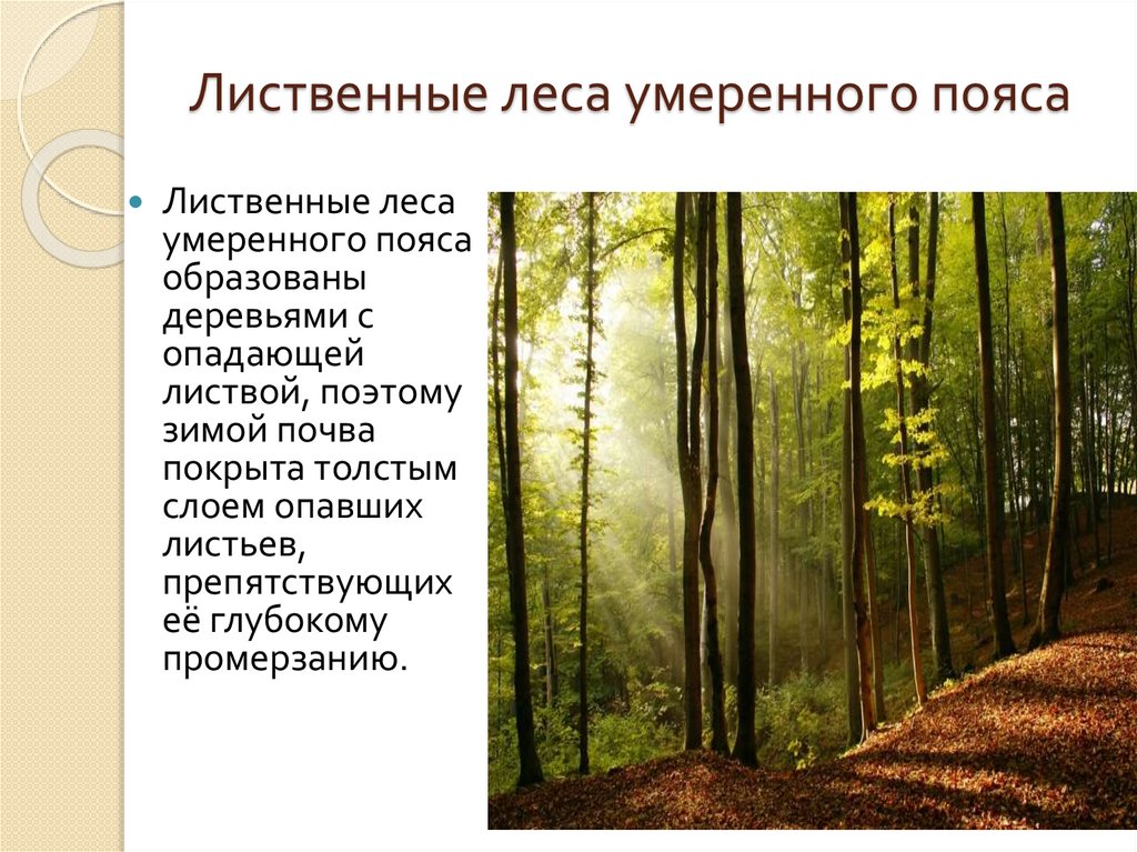 Зона широколиственных лесов климат. Смешанные и широколиственные леса почва в России. Лиственные леса умеренного поя. Лиственные леса умеренного пояса. Почвы широколиственных лесов и лесостепей
