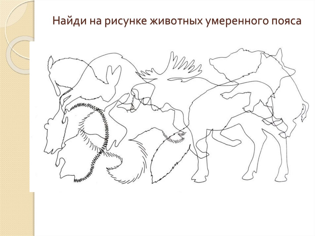 Найдите контур. Узнай по контуру животных. Задания животные умеренного пояса. Найди контуры животных. Контуры животных умеренного пояса.