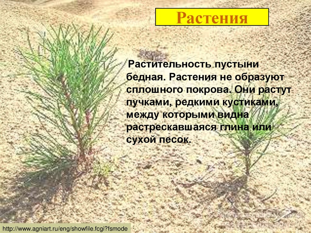 Растения