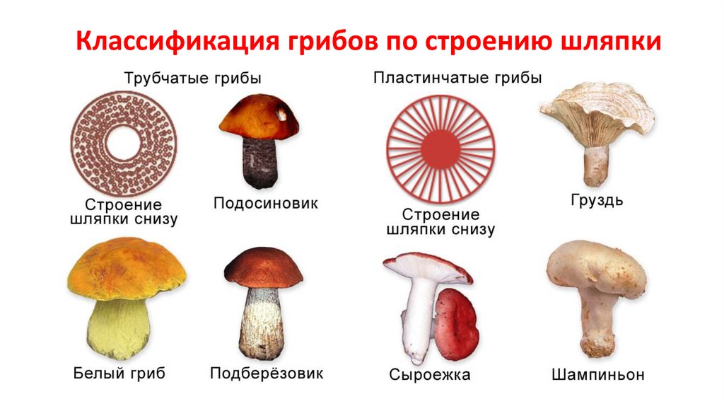 Сколько классов грибов