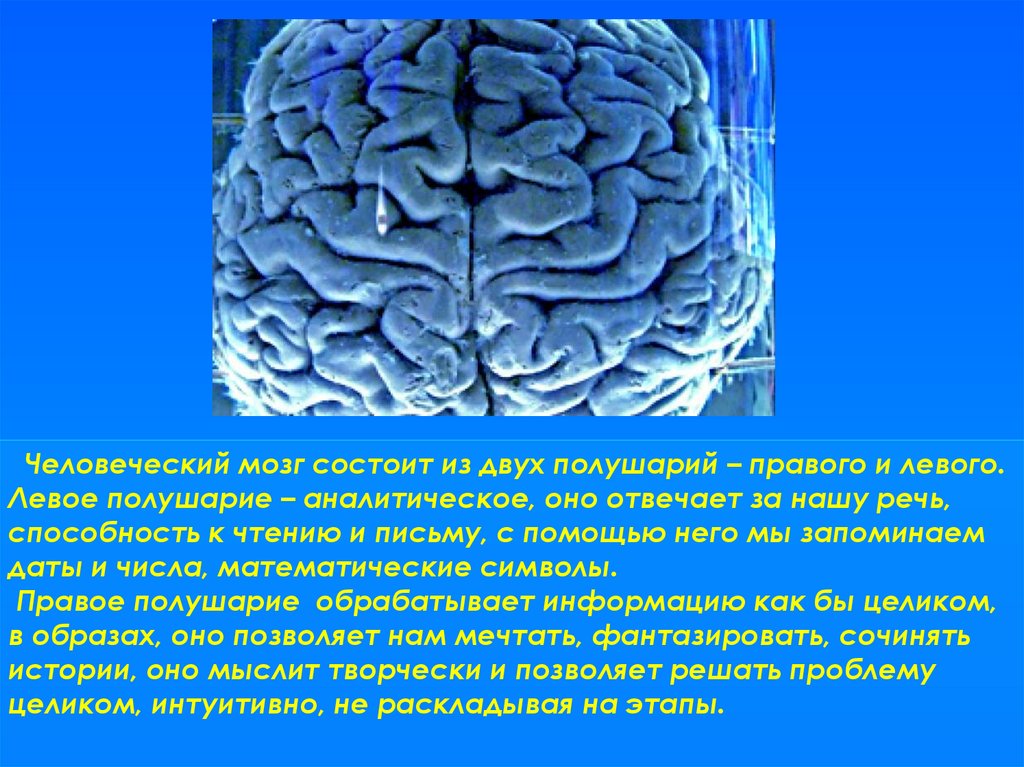 Из каких веществ состоит мозг. Человеческий мозг состоит из. Мозг состоит из двух полушарий. Человеческий мозг состоит из жира. Левое полушарие аналитическое.