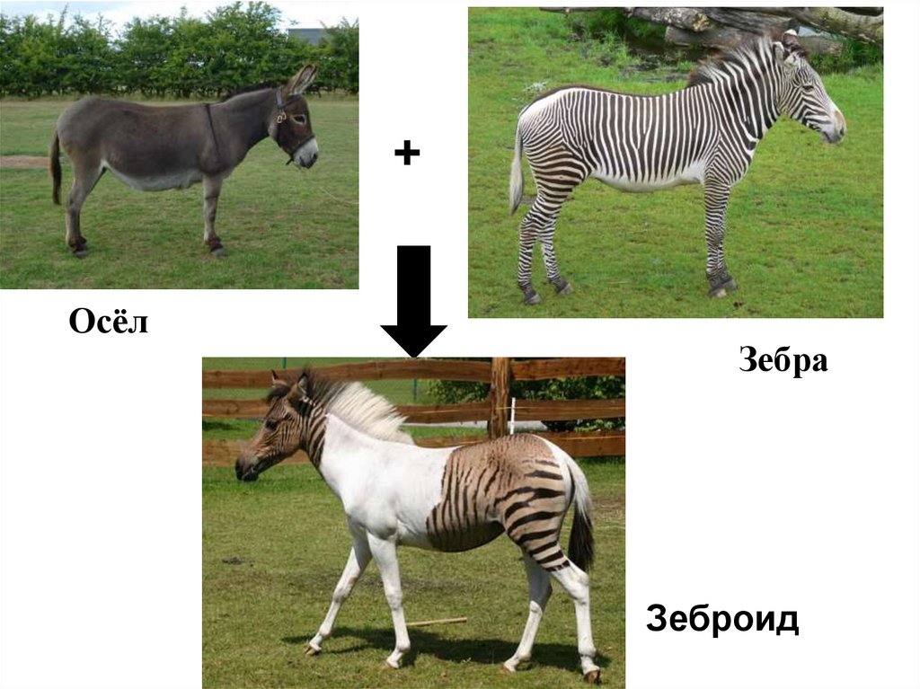 Гибриды сравнение. Зеброид гибрид. Зеброид гибрид зебры и лошади. Зеброид селекция. Зеброид – гибрид зебры и осла.