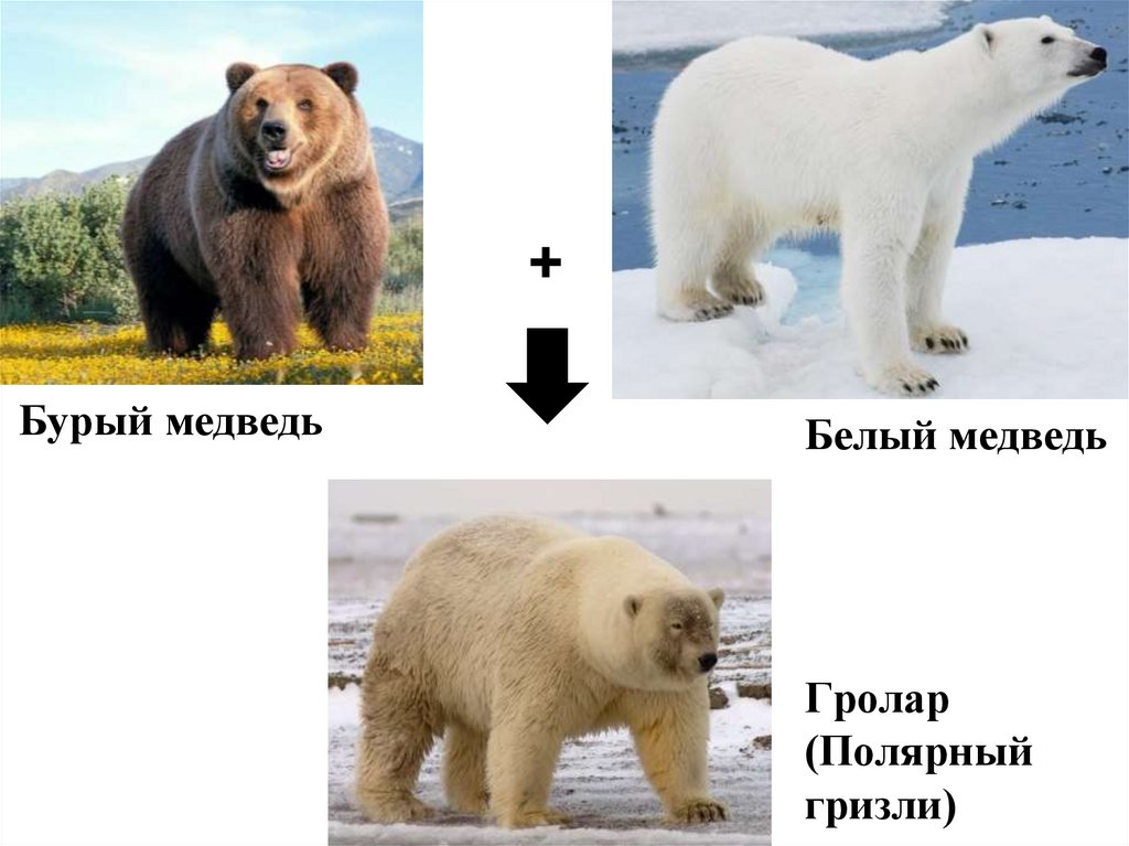 Какой медведь сильнее. Гризли и бурый медведь отличия. Гризли и бурый медведь сравнение. Белый и бурый медведь. Белый и бурый медведь сравнение.