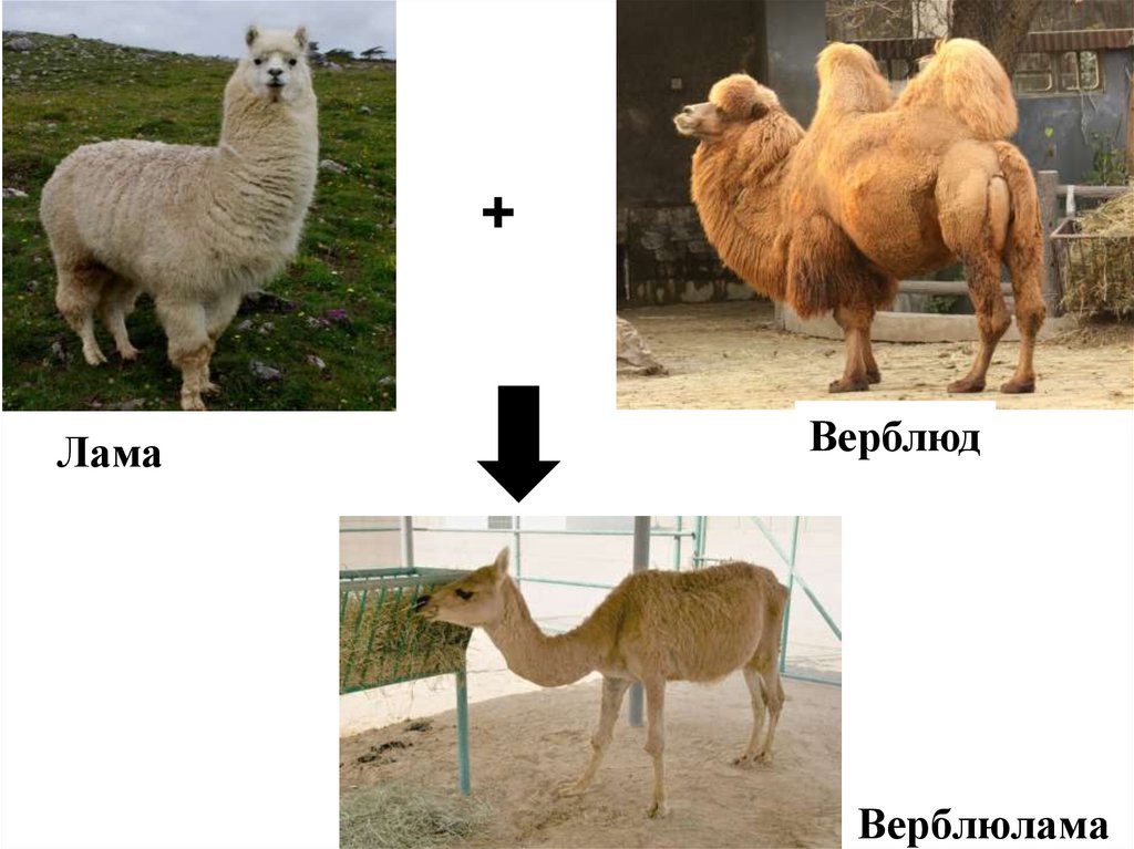 Гибриды сравнение. Кама Верблюлама. Кама верблюд. Верблюлама или Кама. Верблюдолама – гибрид ламы и верблюда.