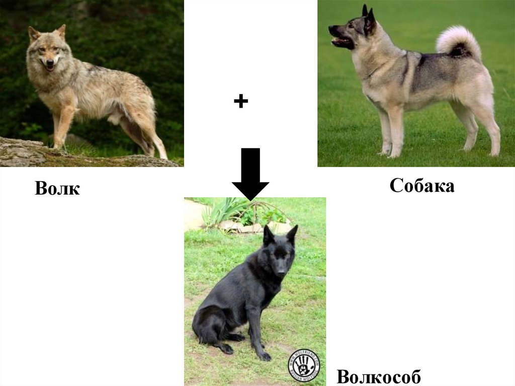 Как отличить волка. Селекция волка. Волк и собака сравнение. Селекция волка и собаки. Эволюция собак.