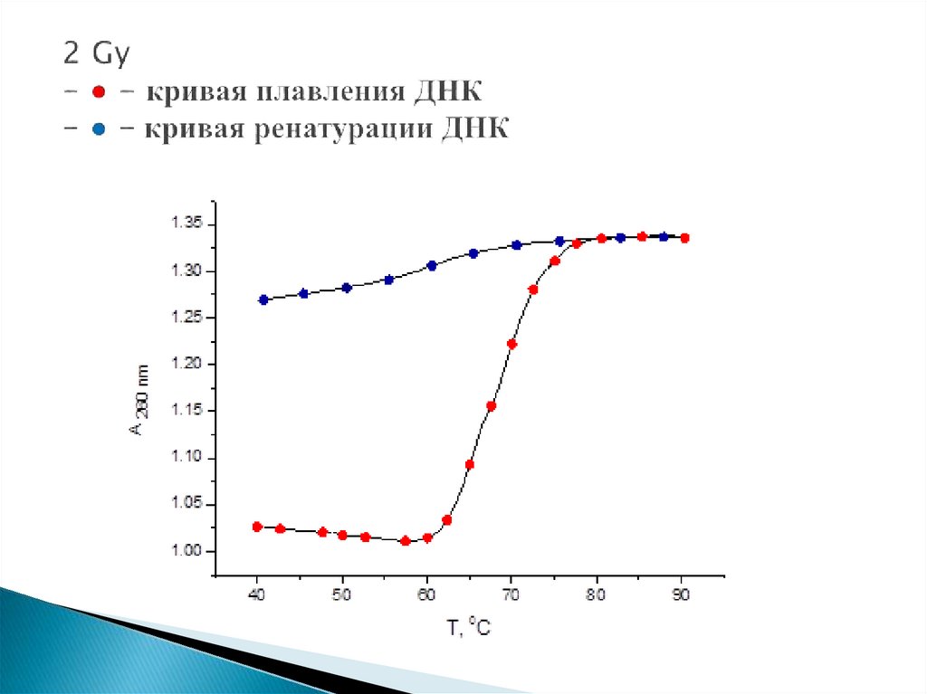 2 Gy - ● - кривая плавления ДНК - ● - кривая ренатурации ДНК