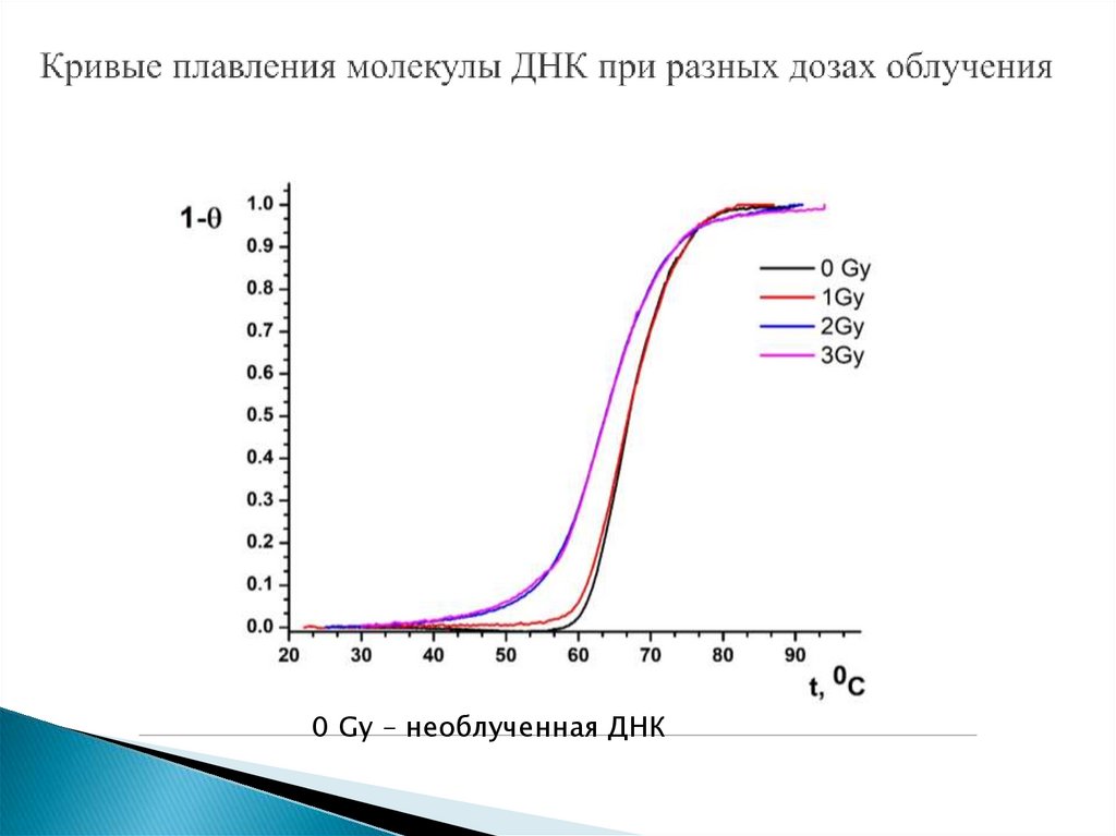 Кривые плавления молекулы ДНК при разных дозах облучения