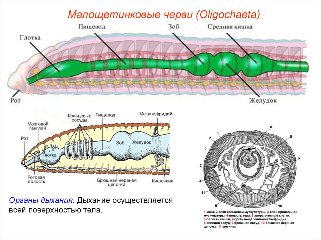 Внутреннее строение кольчатых. Малощетинковые дождевой червь. Малощетинковые черви внешнее строение. Строение кольчатых червей ЕГЭ. Тип кольчатые черви Annelida.