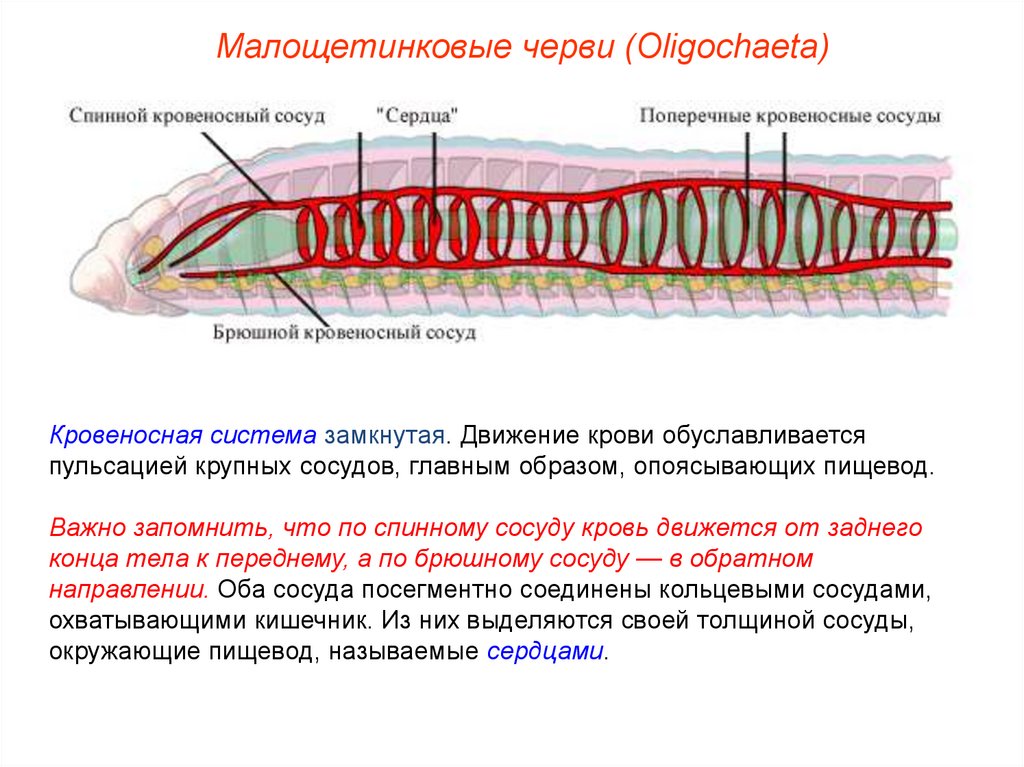 Кольцевые сосуды дождевого червя. Малощетинковые черви кровеносная система. Движение крови у кольчатых червей. Тип кольчатые черви кровеносная система. Тип кольчатые черви Annelida.