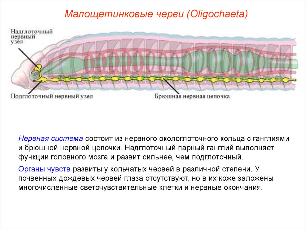 Крокодил спинной мозг дождевой червь. Тип нервной системы у кольчатых червей. Функция брюшной нервной Цепочки. Нервная система кольчатых червей. Тип кольчатые черви нервная система.