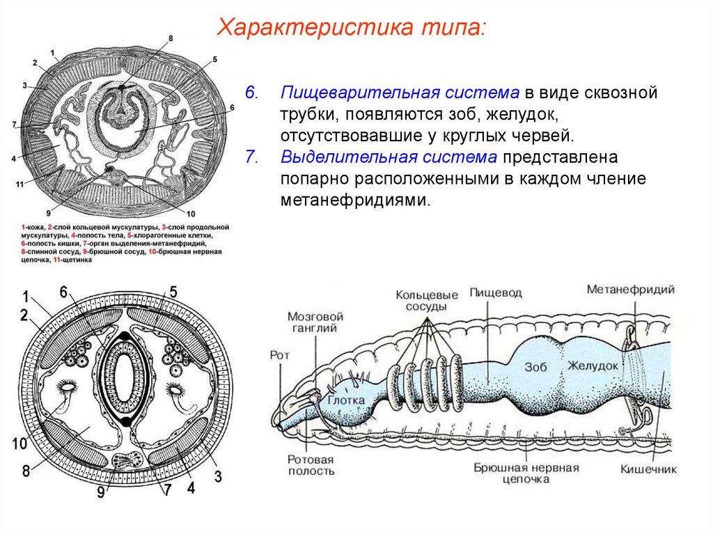 Строение пищеварительной системы червя. Строение выделительной системы кольчатых червей. Пищеварительная система кольчатых червей схема. Тип кольчатые черви Annelida. Кольчатые черви строение выделительная система.